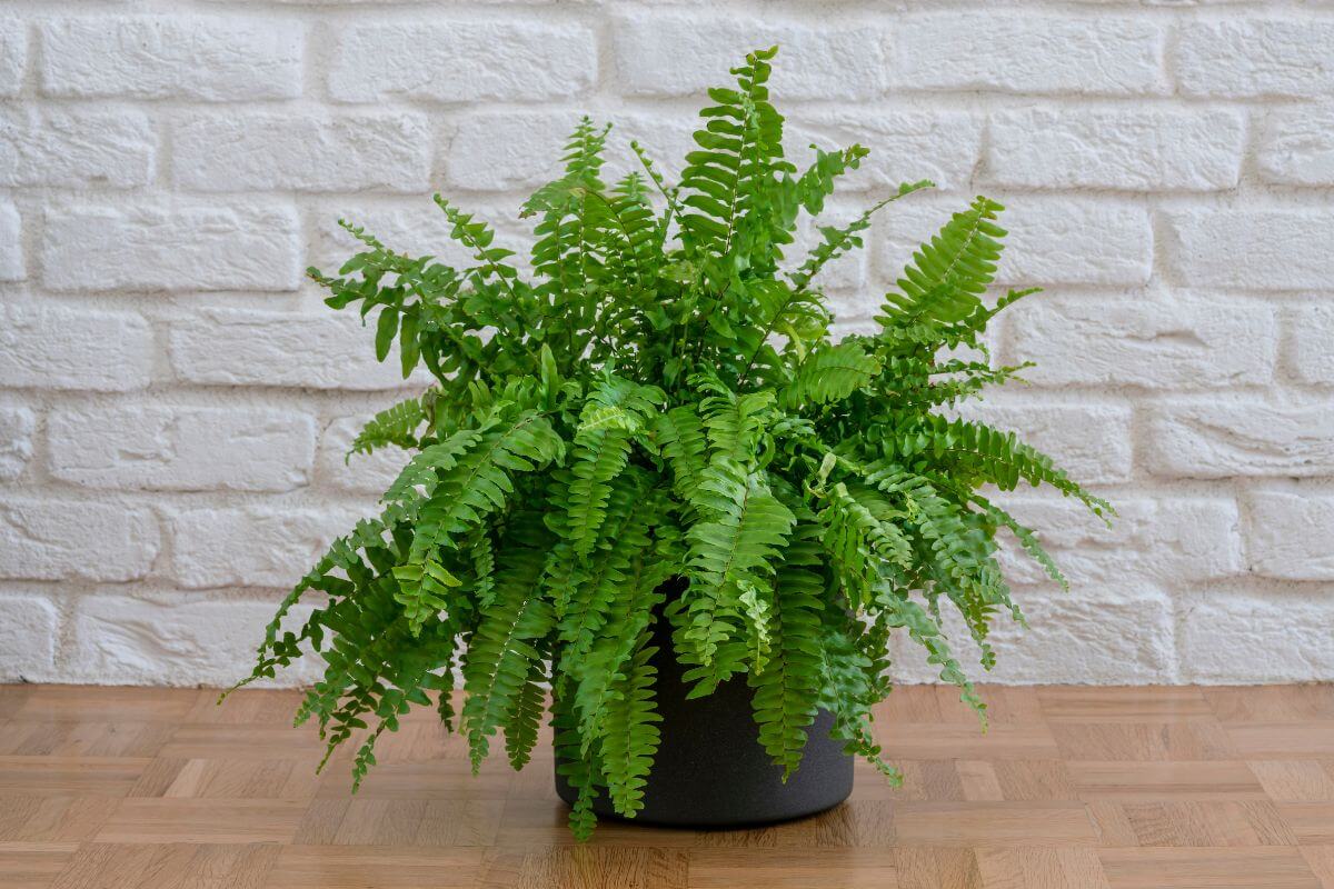A lush Boston fern, renowned as an air purifying plant, features vibrant green fronds and sits in a black pot on a wooden floor. 