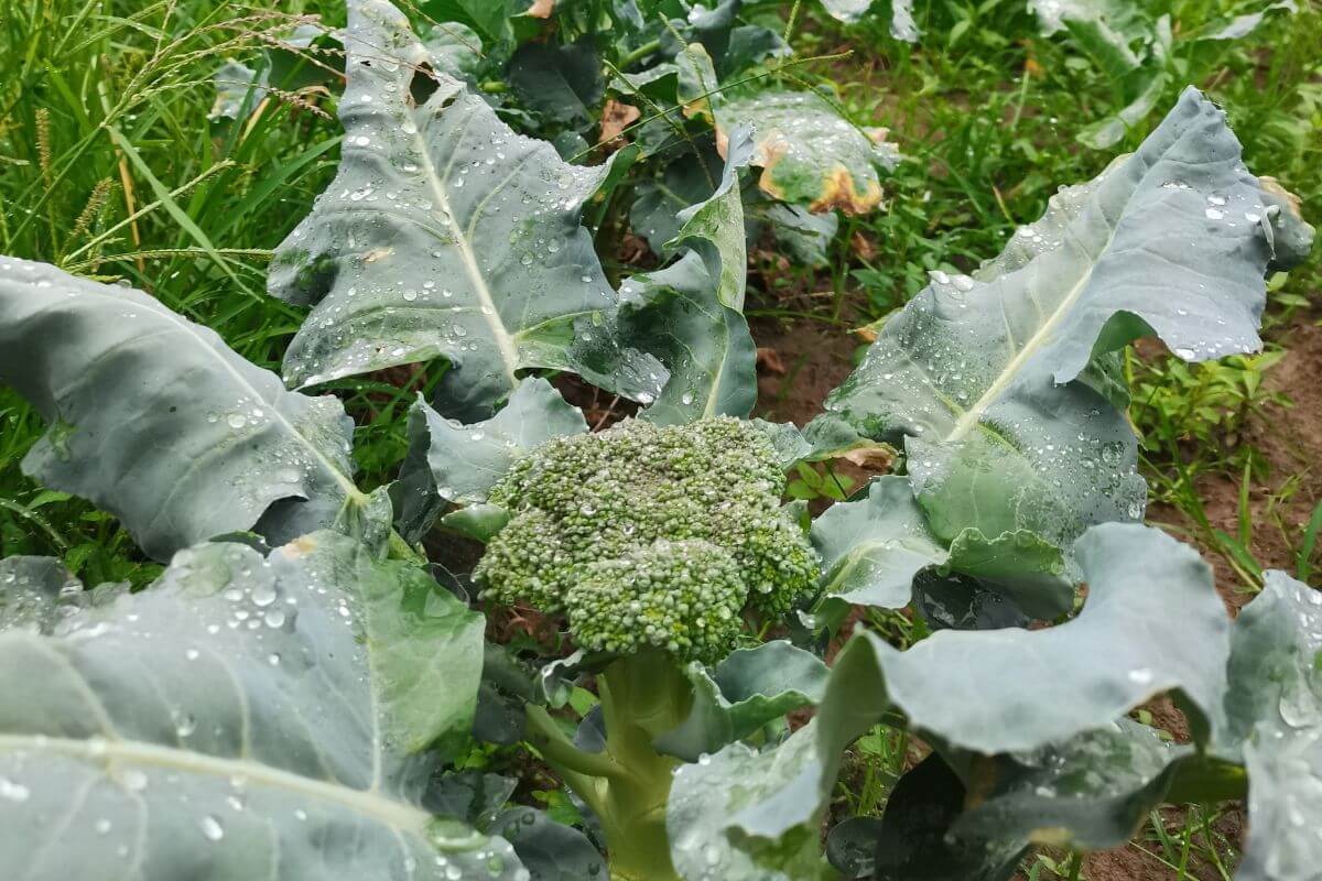 Close-up of a broccoli plant in a garden with large green leaves and water droplets on the leaves and florets, indicating recent watering.