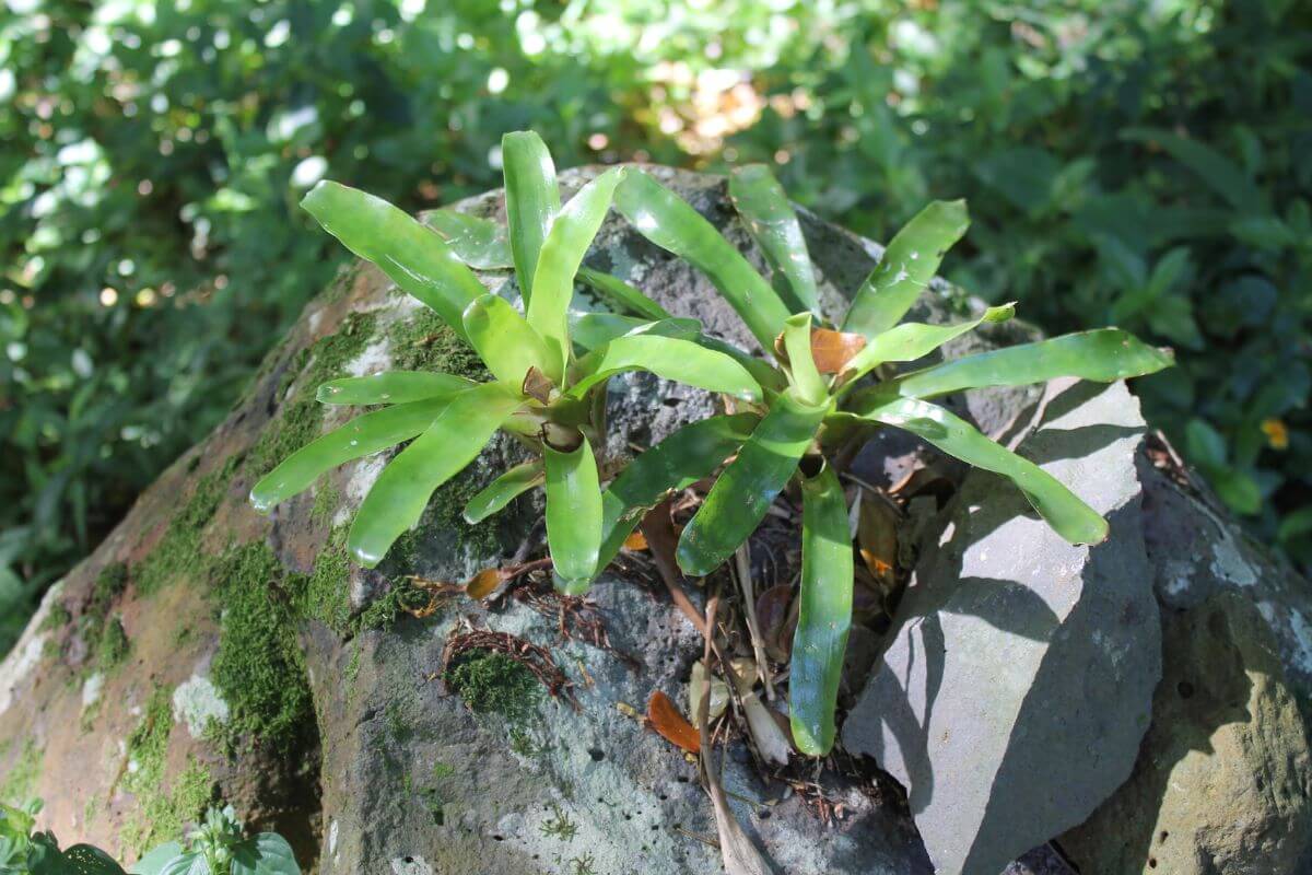 Two small green bromeliad plants with thick, pointed leaves, growing as epiphyte plants on a mossy rock in a forest setting.