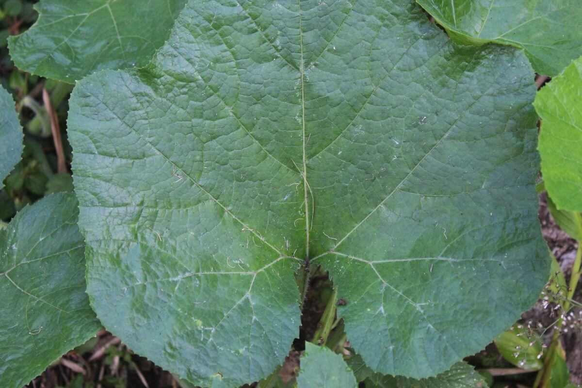 A close-up of a large butterbur leaf, showing its veins, in a wet and shady area.