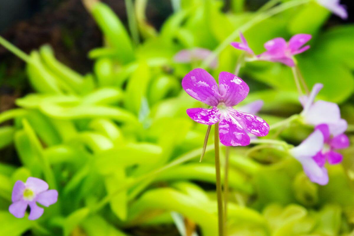 A vibrant purple butterwort flowers with delicate petals surrounded by lush green foliage. 