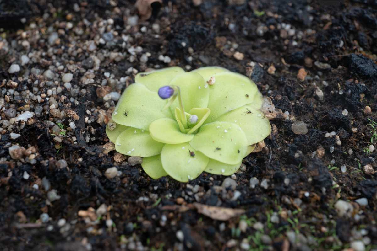 A small butterwort plant with a single purple flower bud emerging from its center, growing in dark, pebbly soil.