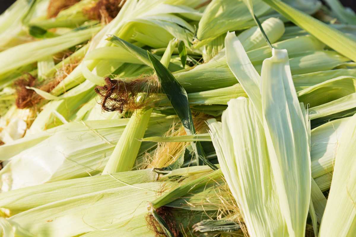 Pile of green corn husks. The fibrous strands and layers of fresh husks peeled back, revealing the raw texture of the corn coverings.