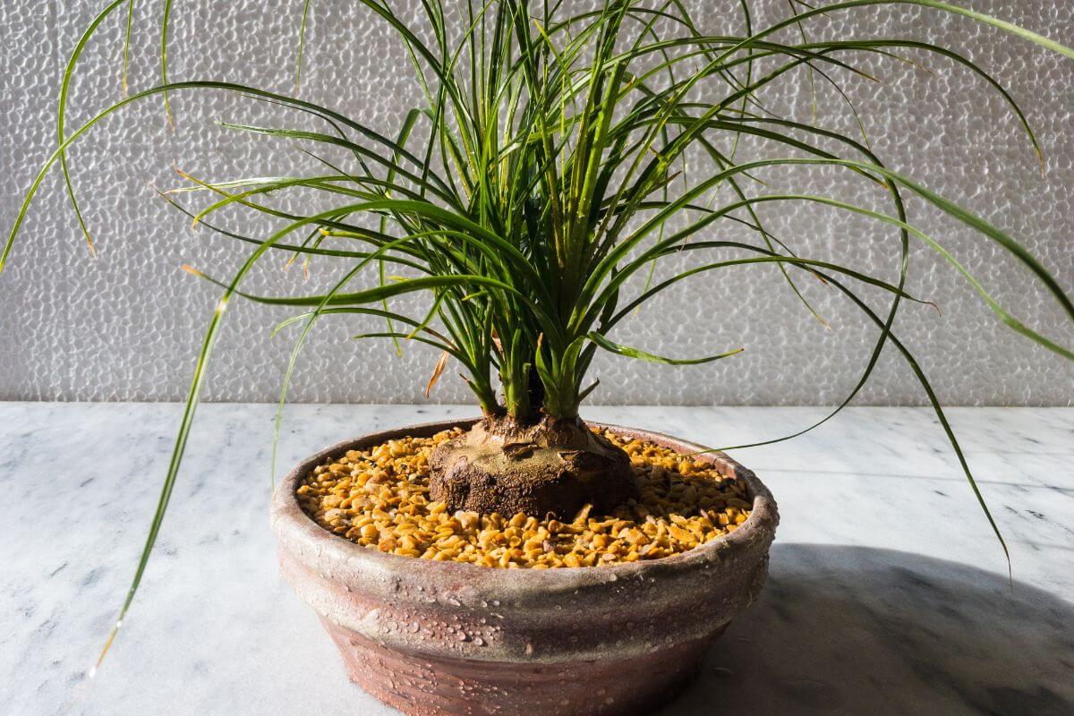 A potted ponytail palm sits on a marble surface, showcasing its thick, bulbous base with long, slender, arching leaves.