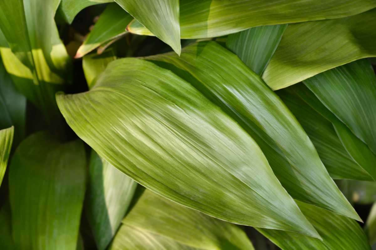 Overlapping green cast iron leaves with smooth, elongated shapes. 