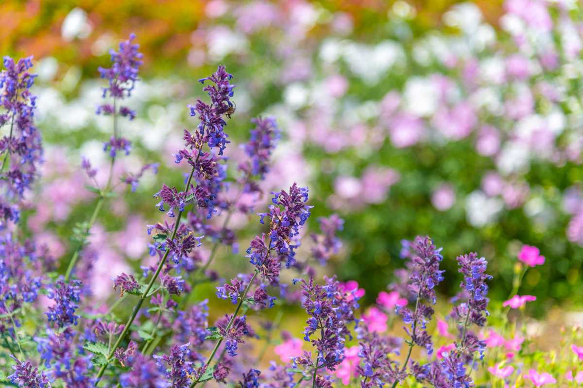 Catnip Plant in a garden with a blurred background of pink, white, and green hues. The foreground flowers are in sharp focus, showcasing their detailed petals and stems.