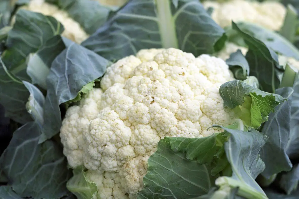 A fresh cauliflower head, surrounded by green leaves. The cauliflower has a white, bumpy surface and the leaves are broad and slightly curled.