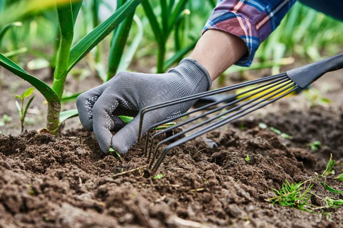 A gardener wearing gray gloves uses a rake to remove small weeds from the soil, one of the key steps on how to start an organic garden.