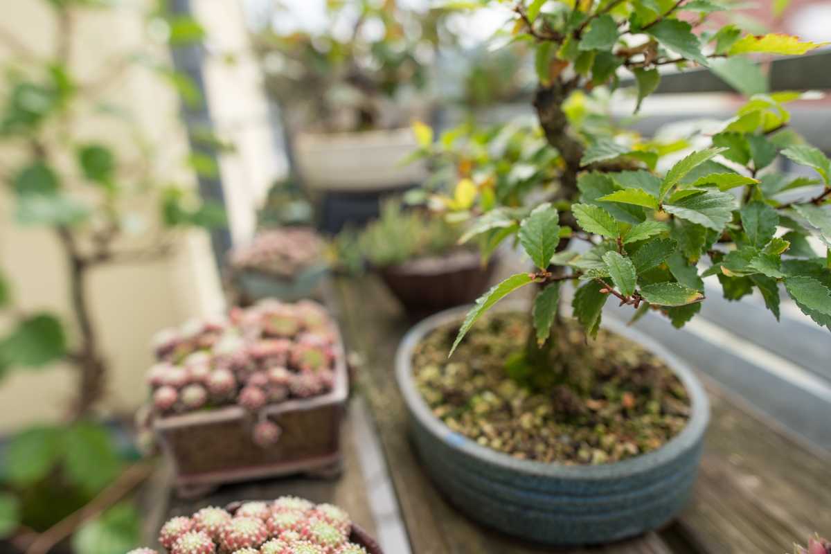 A chinese elm bonsai tree in a blue pot, one of the popular bonsai trees, is the focal point in the foreground, while numerous colorful succulents in square pots can be seen behind it. 