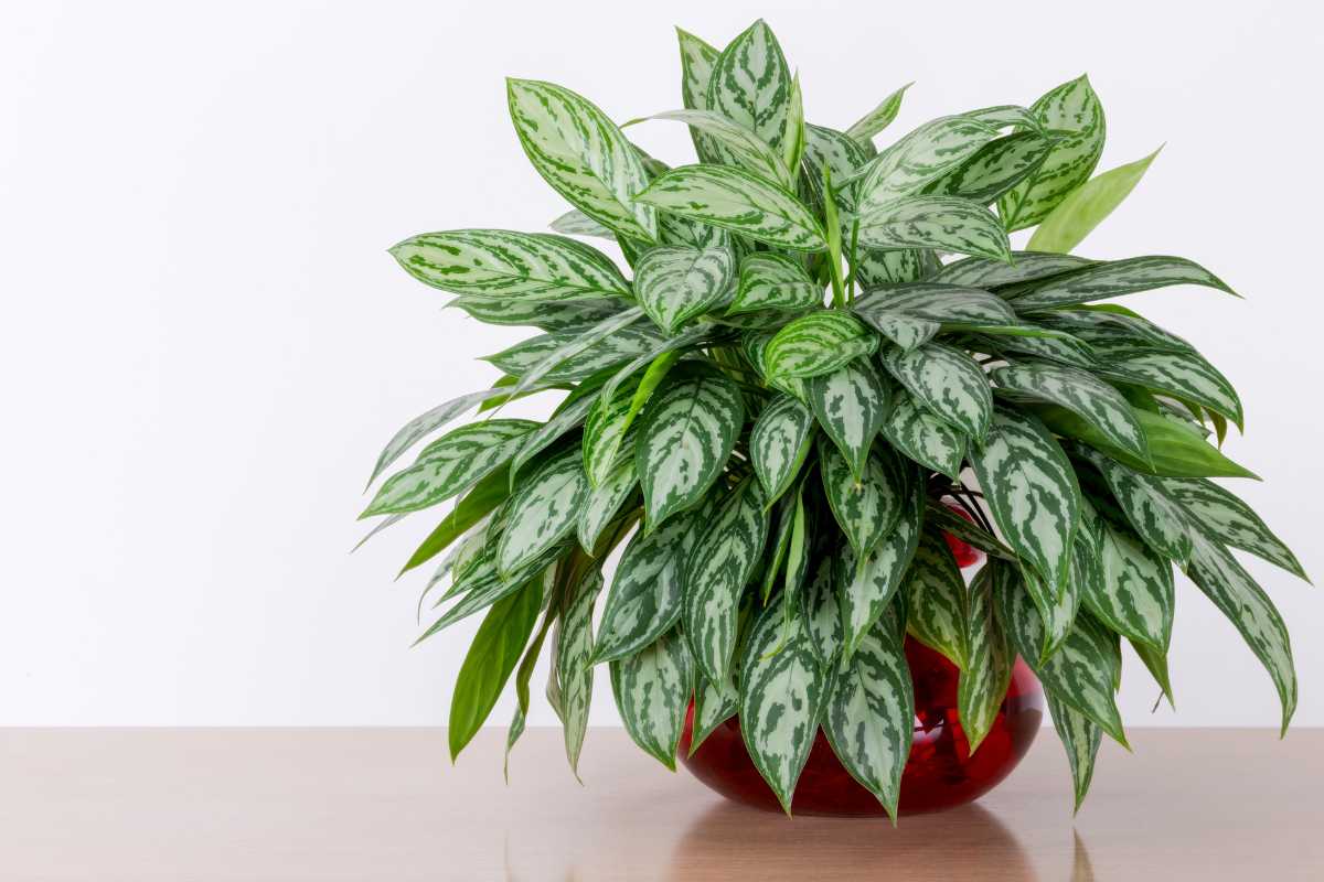 A lush green Chinese evergreen plant featuring light green and silvery patterns, sits in a vibrant red pot. 