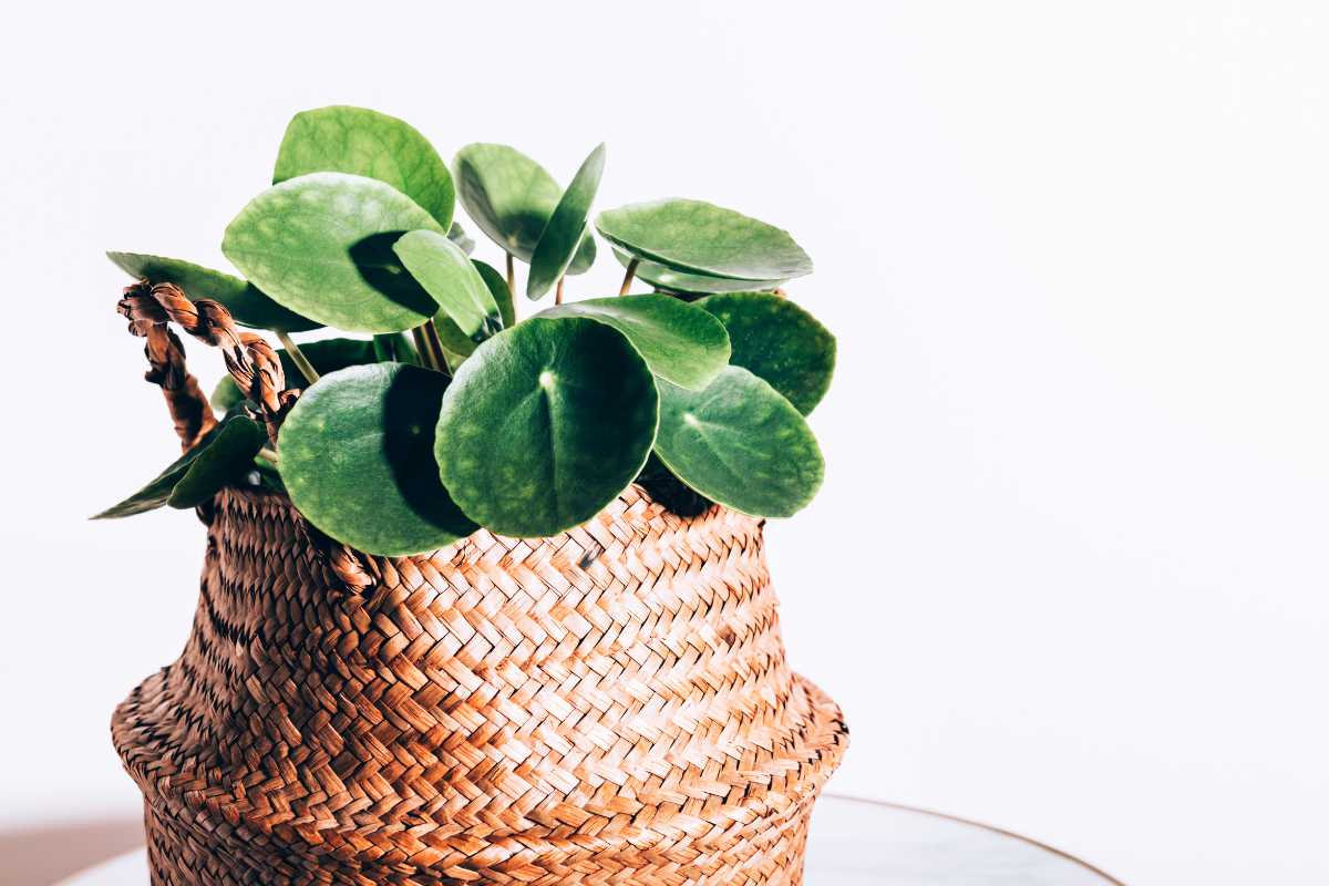 A chinese money plant with round, green leaves is potted in a woven, brown wicker basket with a handle.