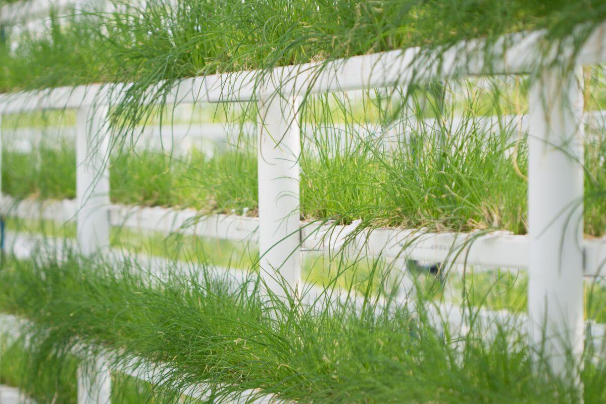 A vertical farm with multiple levels of green grass growing in white trays.