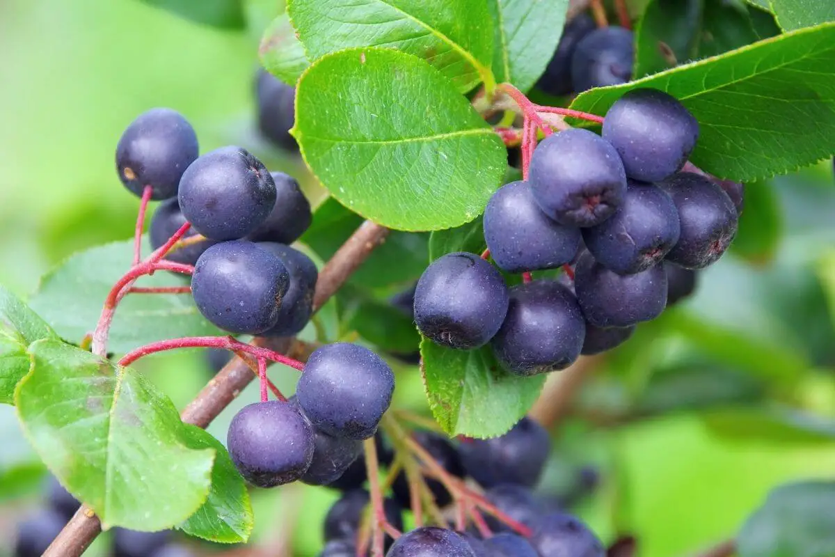 A cluster of ripe, dark purple chokeberries, one of the edible wild berries, hanging from a branch with vibrant green leaves.