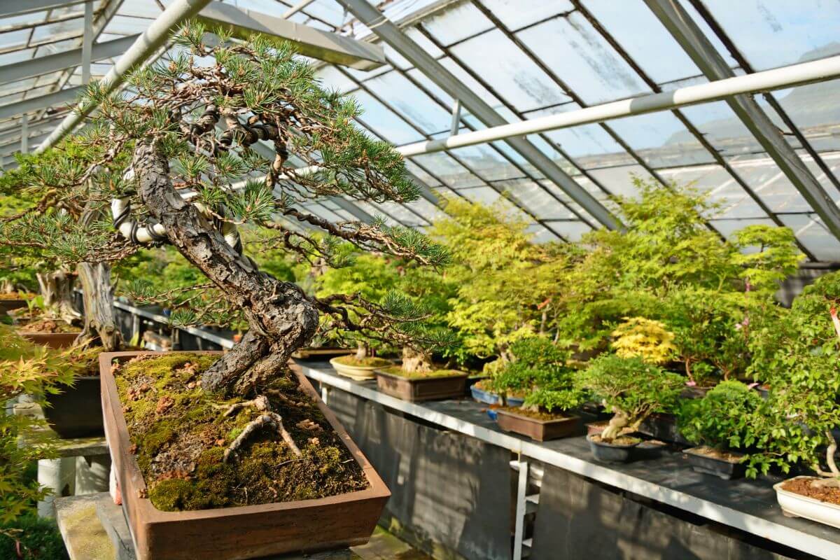 A greenhouse filled with various bonsai trees in rectangular pots.