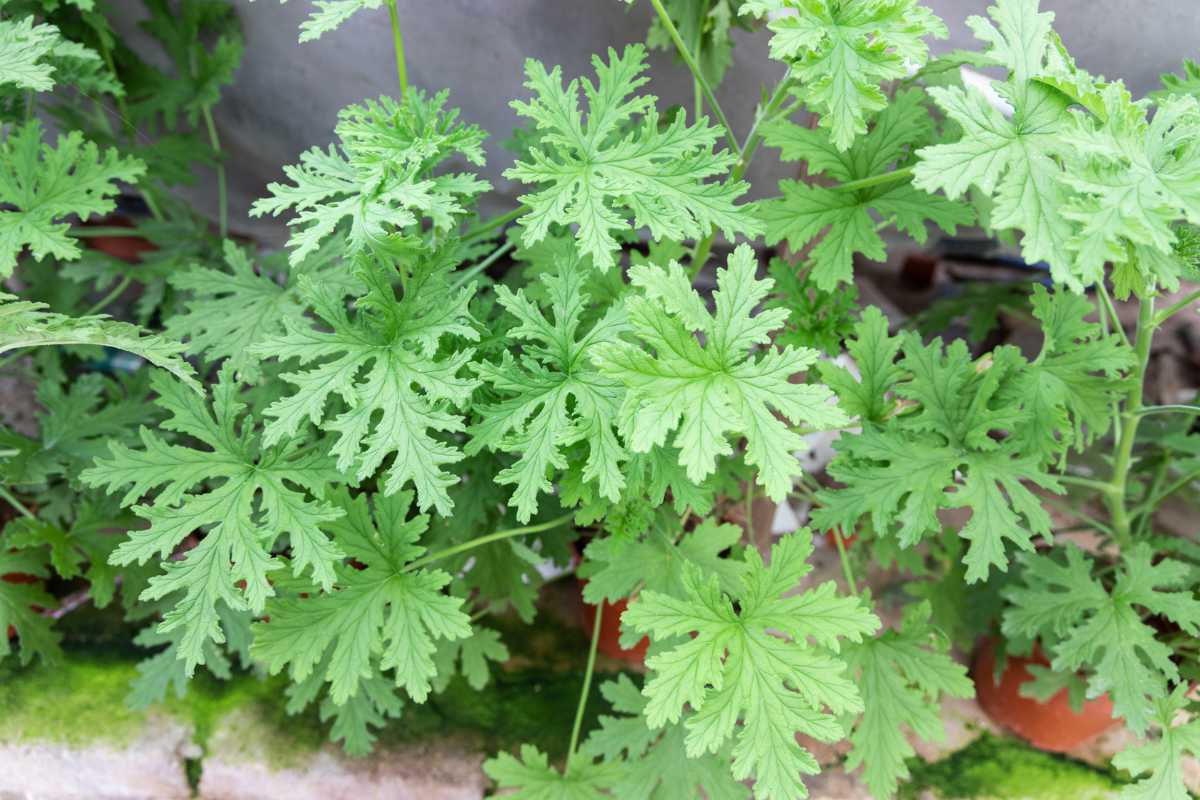 Several green Citronella plant leaves.