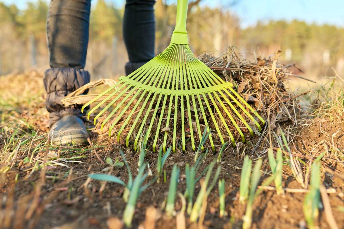 A person raking soil with a green rake in a garden, preparing the vegetable garden for winter. 