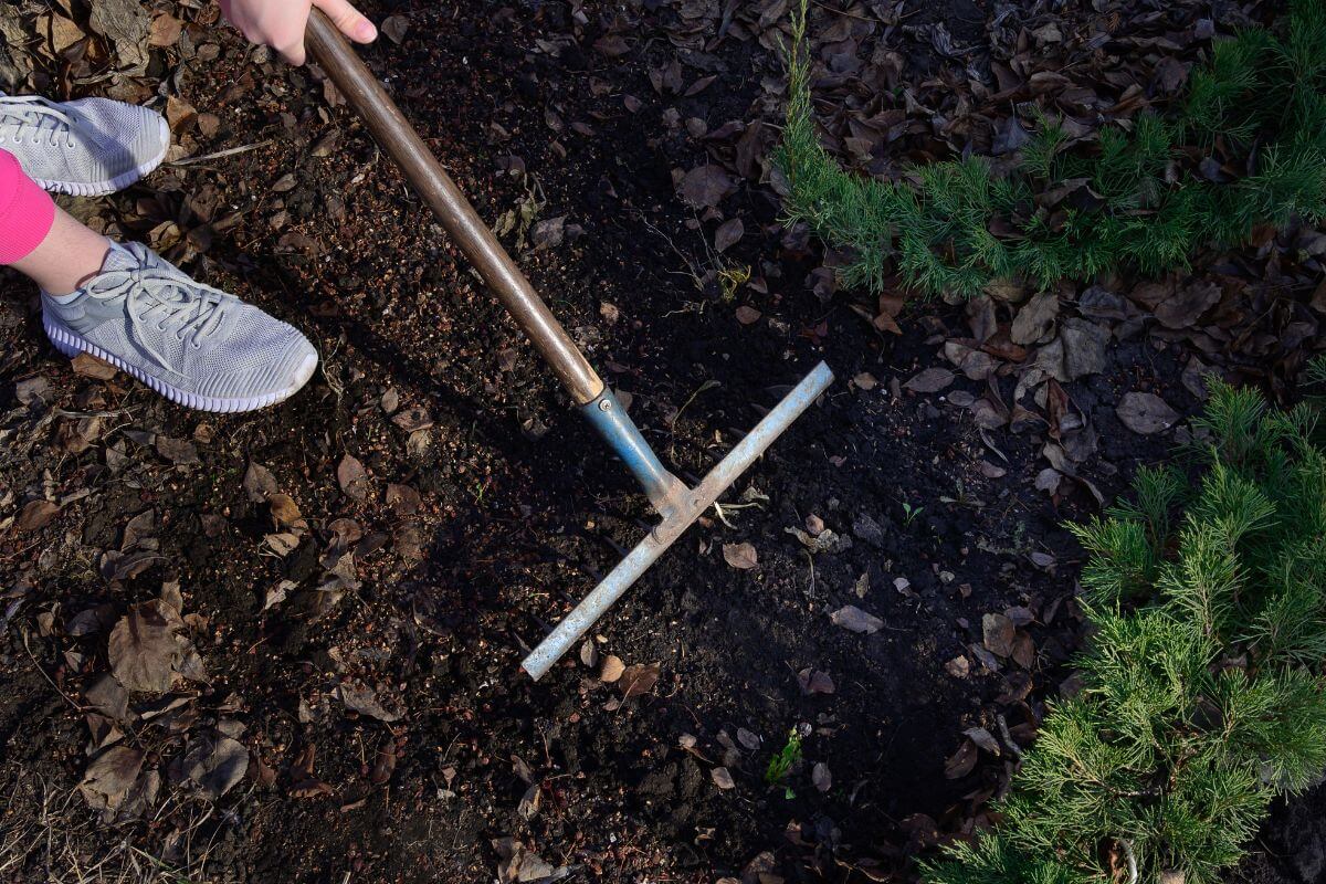 A person uses a garden rake to level soil in preparation on how to start a vegetable garden.