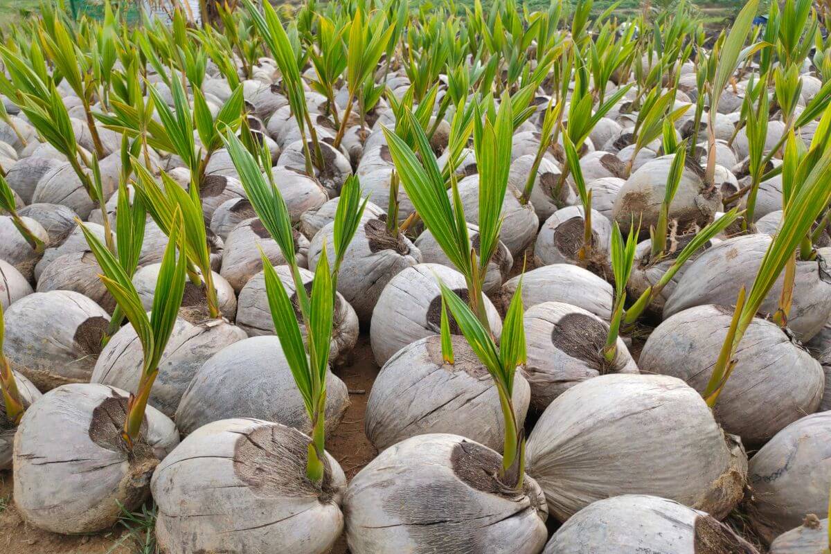 Clusters of coconuts with green sprouts emerging from the tops, arranged closely together on the ground in an outdoor environment.