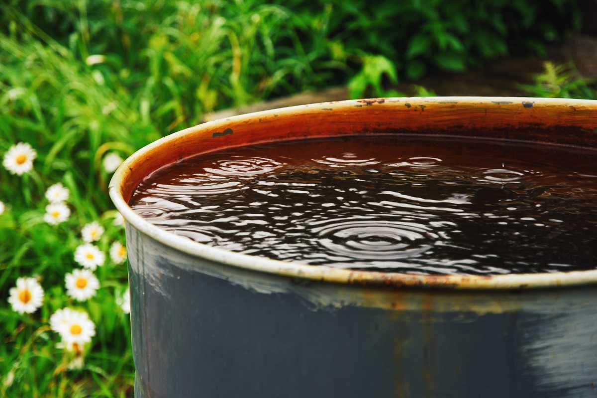 A rusty metal barrel filled with rainwater, with a few ripples on the surface; white daisies and green foliage are in the background.