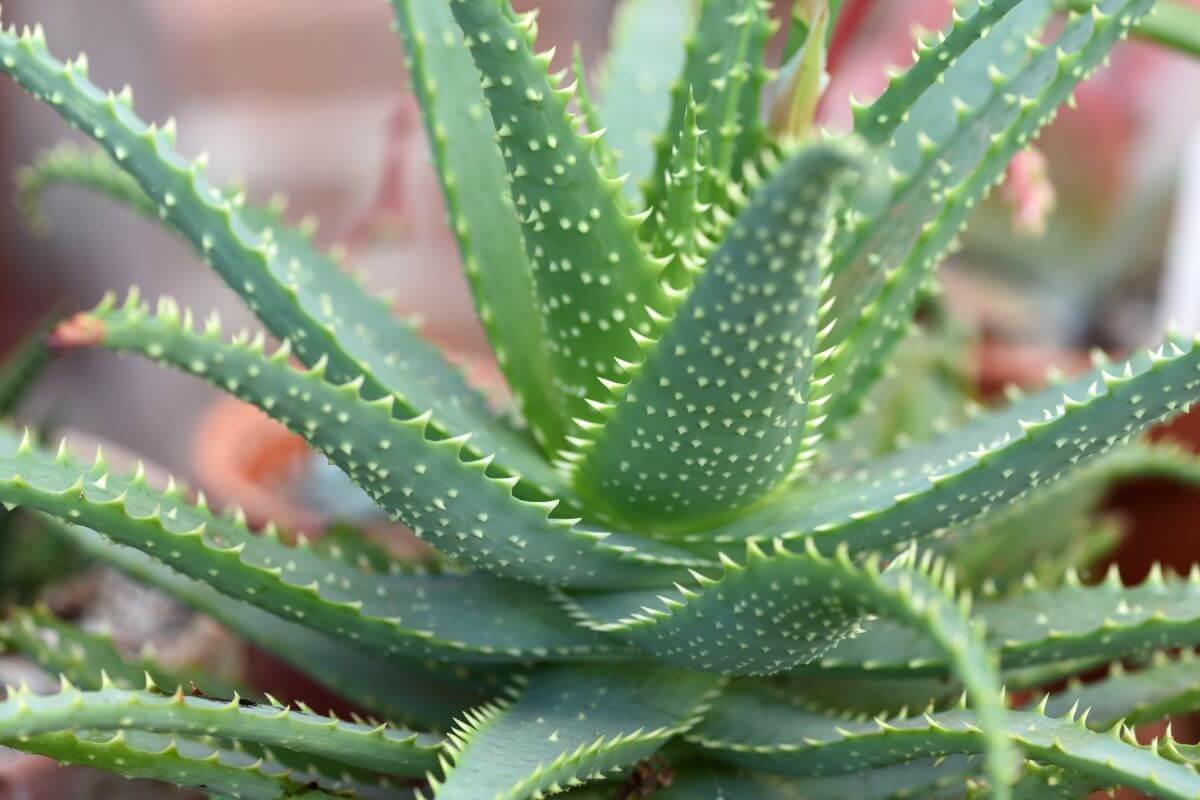 Close-up of an aloe vera arborescens with thick, fleshy leaves that have small white dots and serrated edges. 