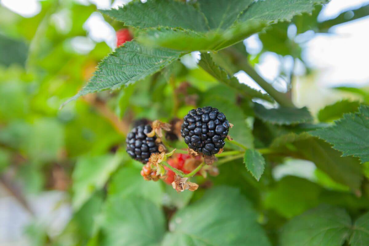 Ripe and unripe blackberries, one of the edible berry bushes, with green leaves.