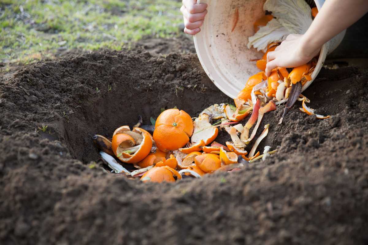 A person emptying a bucket of food scraps, including orange peels and vegetable remnants, into a hole in the soil for composting. 