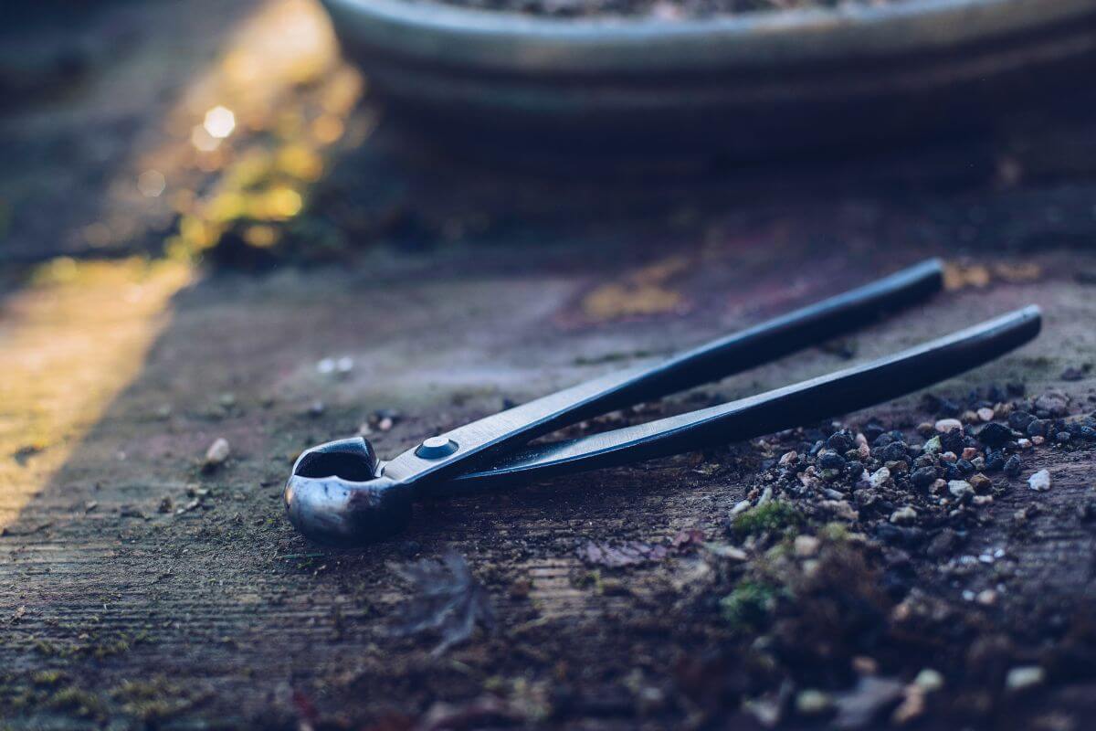 A concave cutter lies on the garden floor, ready to be used for cutting bonsai branches.