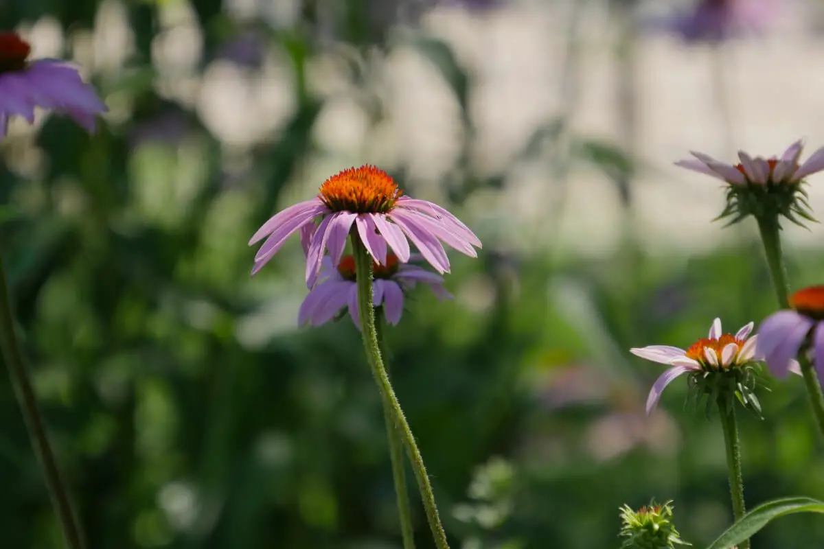 A purple coneflower, one of the edible wild flowers, blooming in a garden.