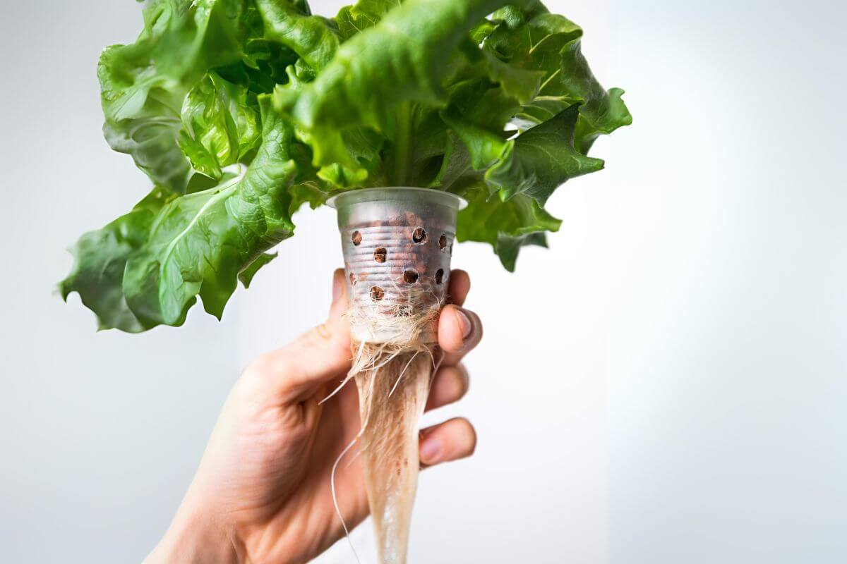 A hand holding up a hydroponically grown lettuce plant in a DIY plastic cup grow basket, its roots visible and extending downwards. The fresh, vibrant green leaves practically glow.