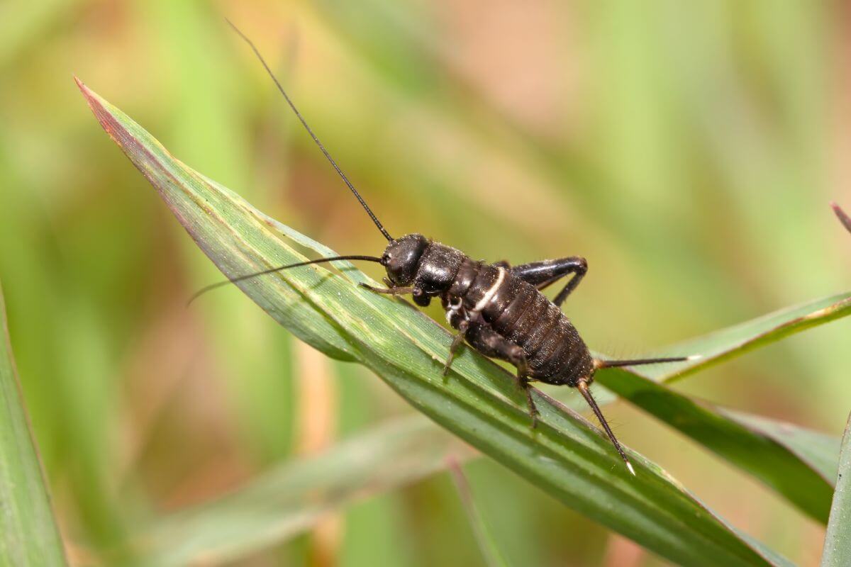 Close-up of a black cricket perched on a green blade of grass.