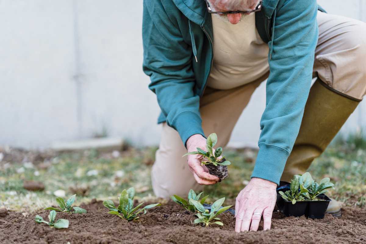 An elderly person wearing a teal hoodie and beige pants is kneeling on the ground in a garden, planting small seedlings.