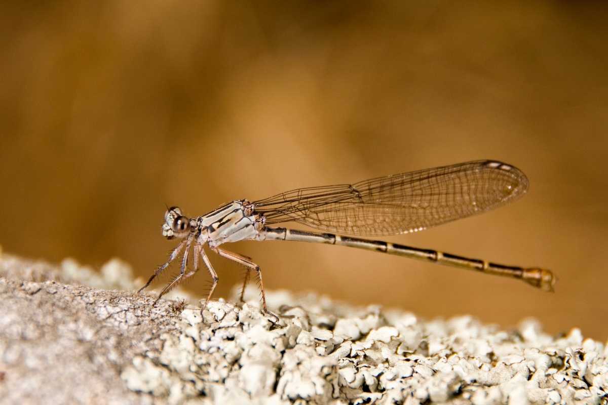 A damselfly with transparent wings resting on a textured surface. The background is a blurred mix of warm beige and brown hues. 