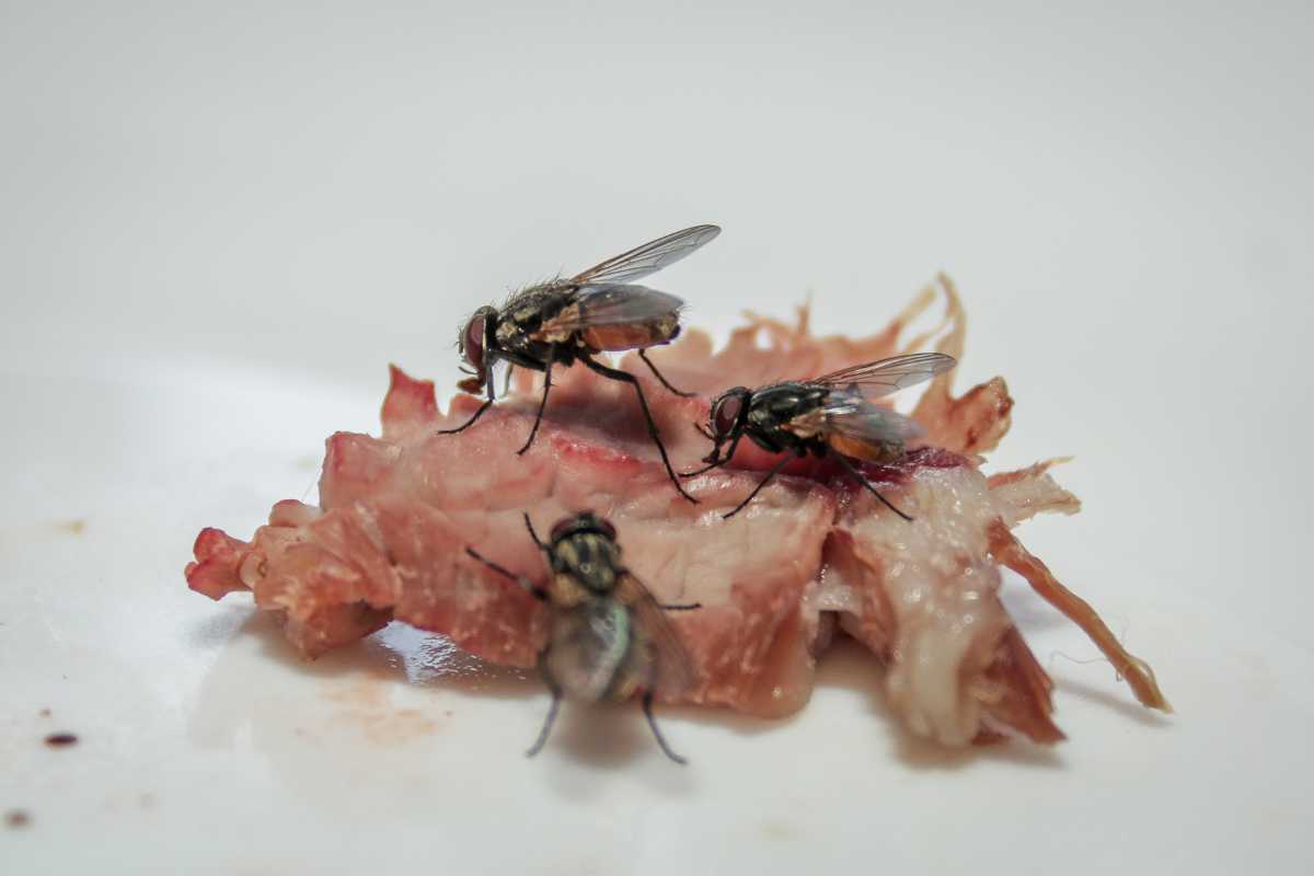 Three houseflies are sitting on a piece of raw compost meat. The meat appears to have some fibers and a bit of fat visible, and the background is plain and white.