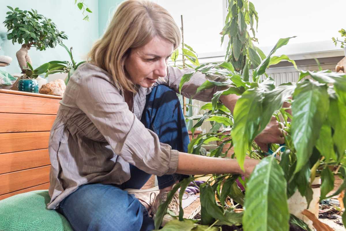 A woman with blond hair kneels on a cushion, tending to potted peace lily plants in a brightly lit room. 