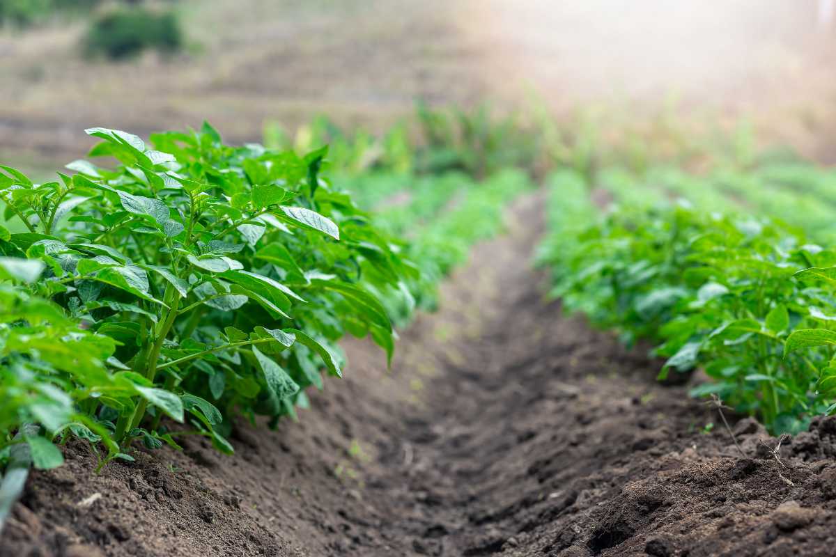 Rows of green plants growing in a cultivated field.