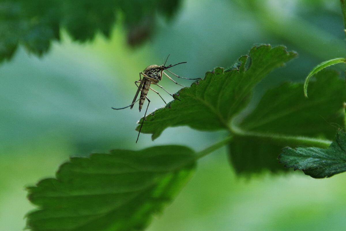 Close-up of a mosquito perched on the edge of a green leaf.