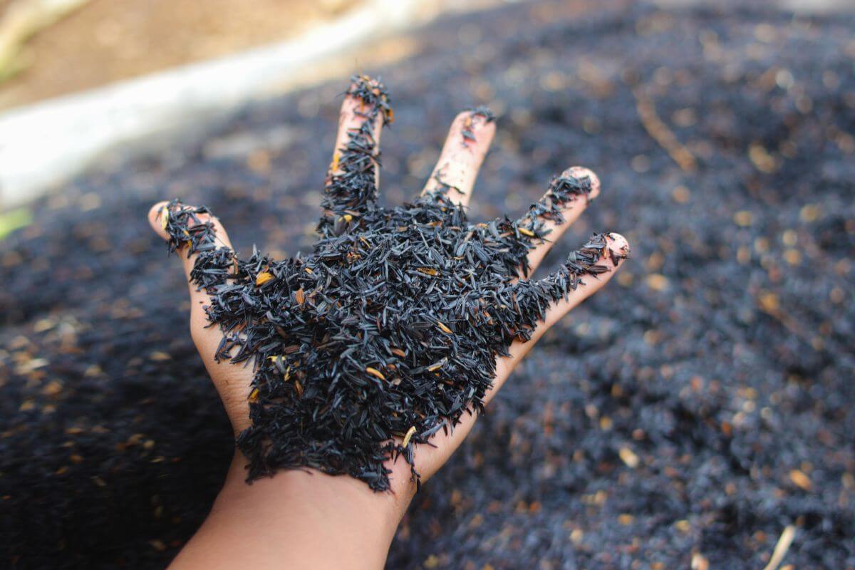 A hand covered in dark ash compost is held over a larger pile of ash compost.