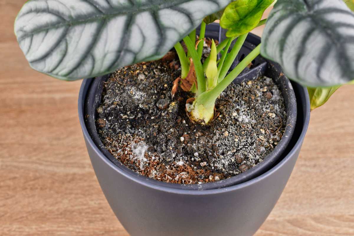 A potted plant with large, veined leaves. The potted soil is looks molded which indicates that the soil is bad.