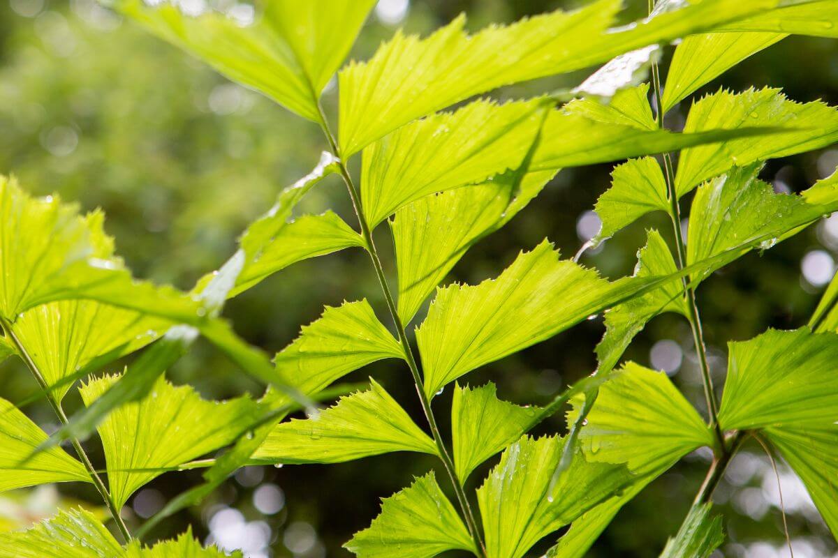 Close-up of vibrant green, fan-shaped leaves on a fishtail palm, with sunlight filtering through the foliage.