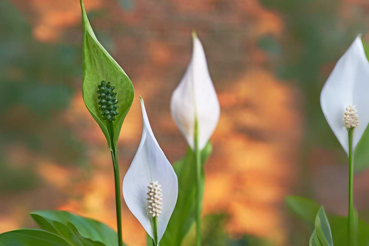 One peace lily flowers turning green, with three other white flowers.