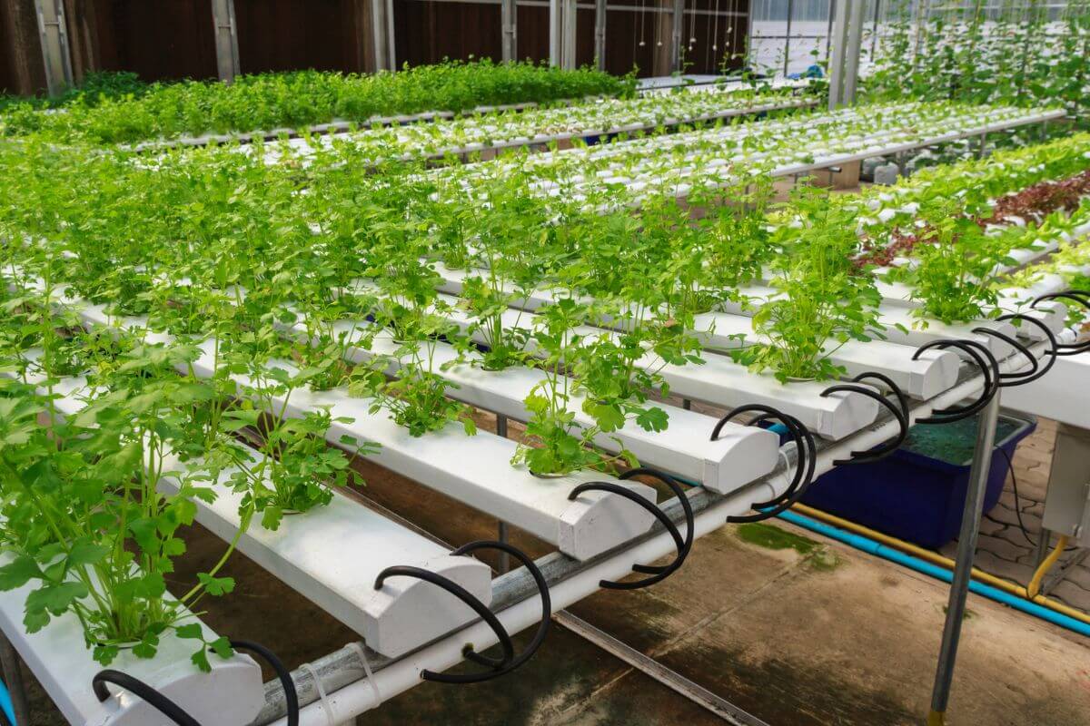 A hydroponic system growing leafy greens and cilantro in a greenhouse.