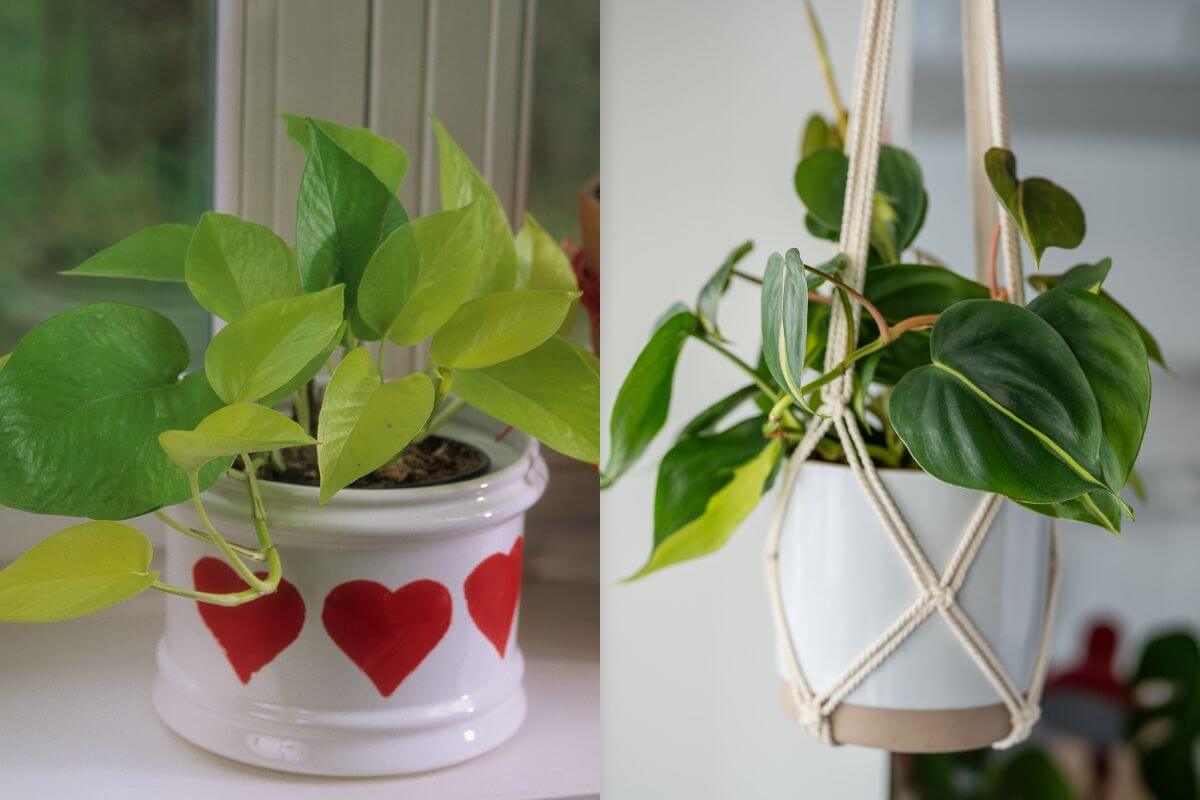 Two small houseplants. The left features a leafy green pothos plant in a white pot with red hearts. The right showcases a philodendron plant in a white hanging pot, held by a beige macramé hanger.