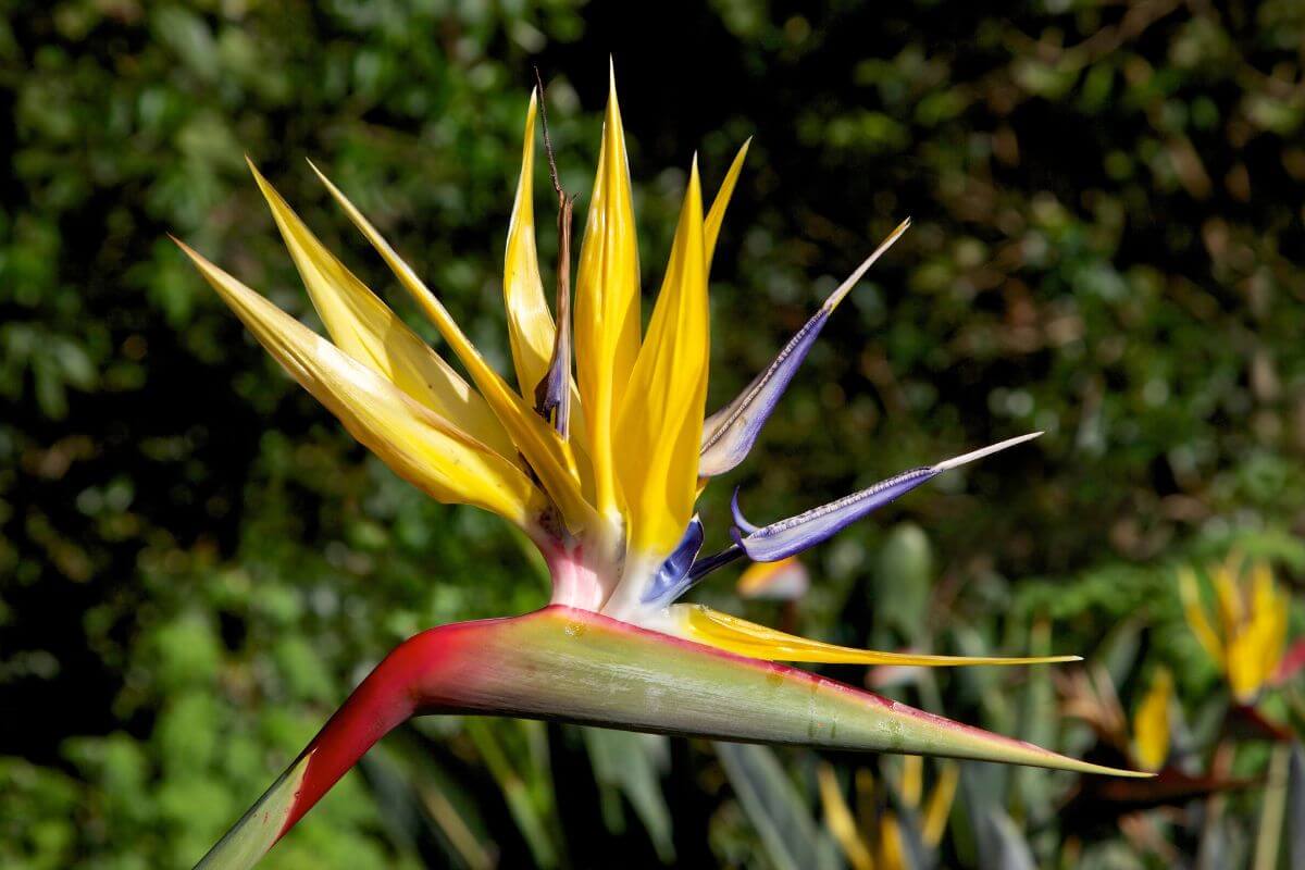 A Yellow Bird of Paradise flower with striking yellow petals, purple-blue inner petals, and a red-green pointed base stands out against a background of lush green foliage. 