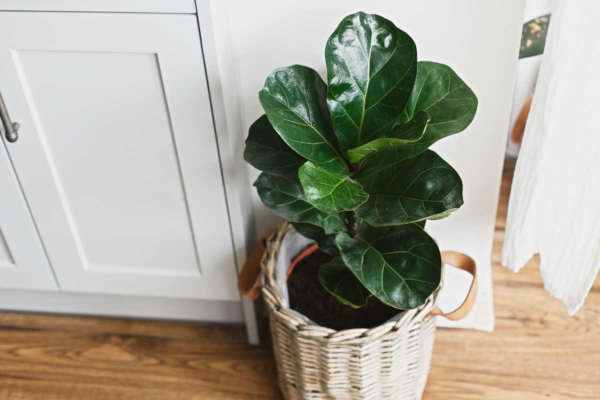 A fiddle leaf fig, known as one of the hardest houseplants to care for, boasts large, glossy green leaves. It elegantly sits in a woven basket on a wooden floor beside a light-colored cabinet, basking in natural light that fills the room.