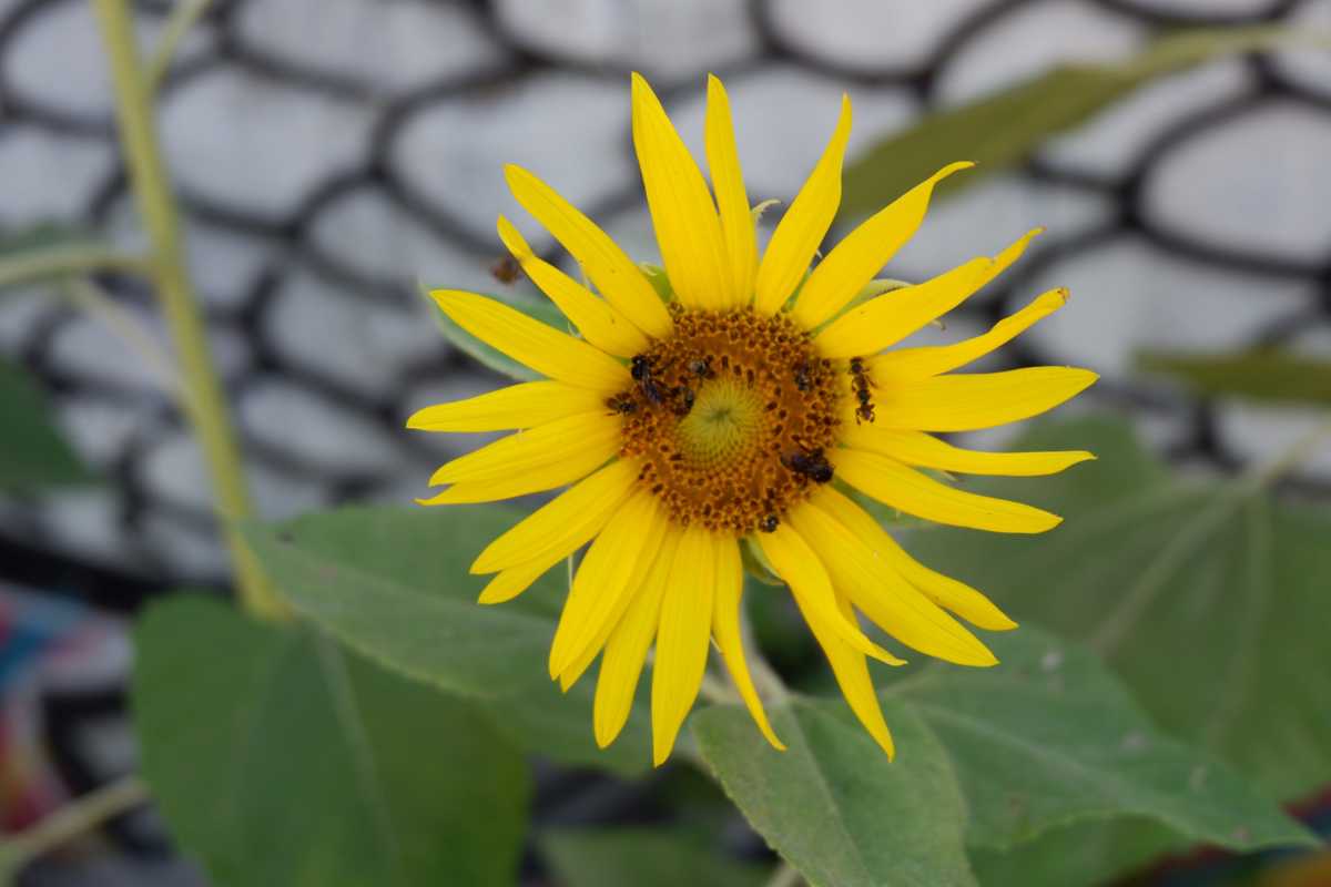 A vibrant yellow sunflower is in full bloom against a blurred background of black and white mesh fencing. Several ants are clustered around the flower's center.