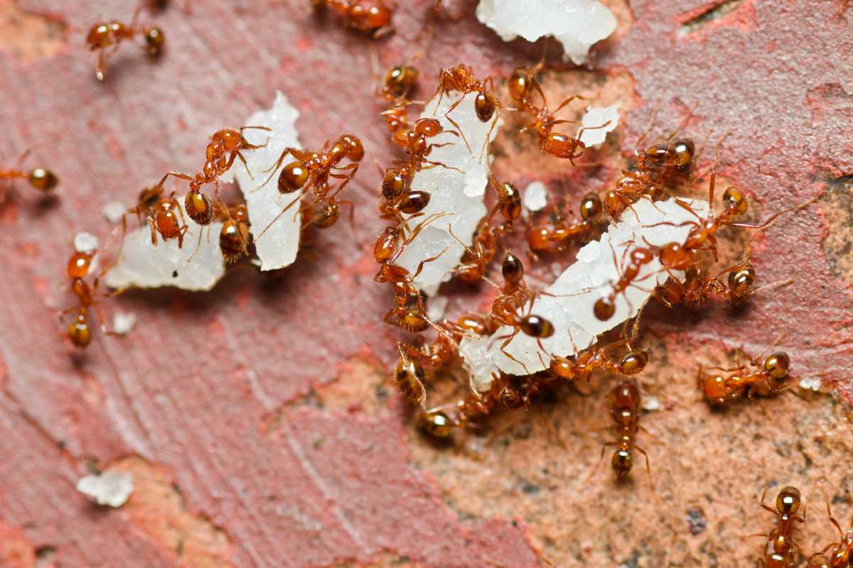 Fire ants swarm over pieces of white food debris on a rough, reddish surface in the garden.