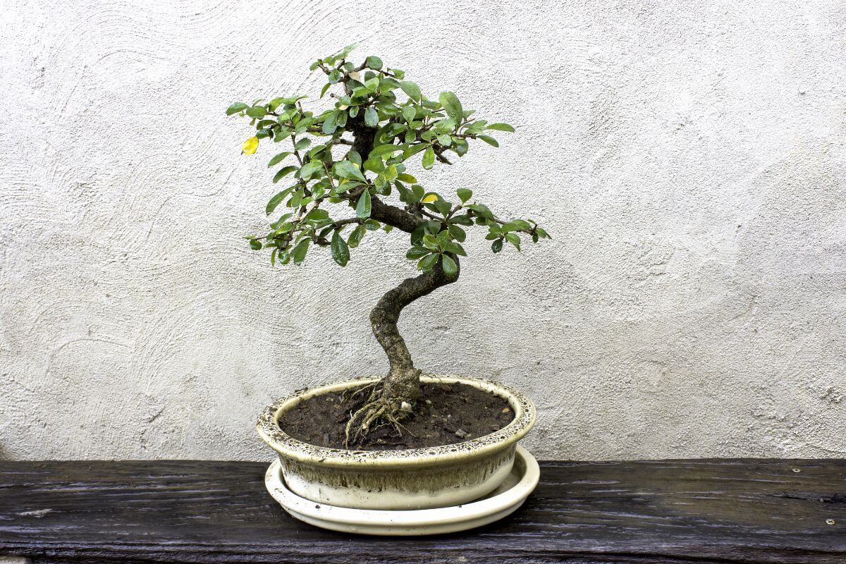 A Fukien Tea bonsai sits on a wooden surface against a white cement wall deliberately dirtied for aesthetics.