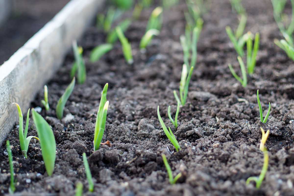 Young green shoots sprout from dark, rich soil in a raised garden bed.