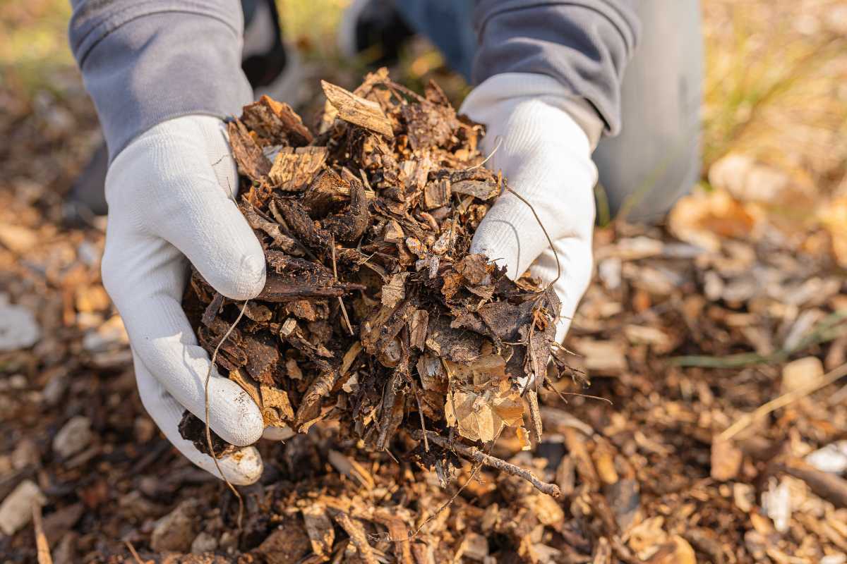 A person wearing white gloves is holding a handful of wood mulch. The organic material consists of various sizes of brown, chipped wood pieces. 