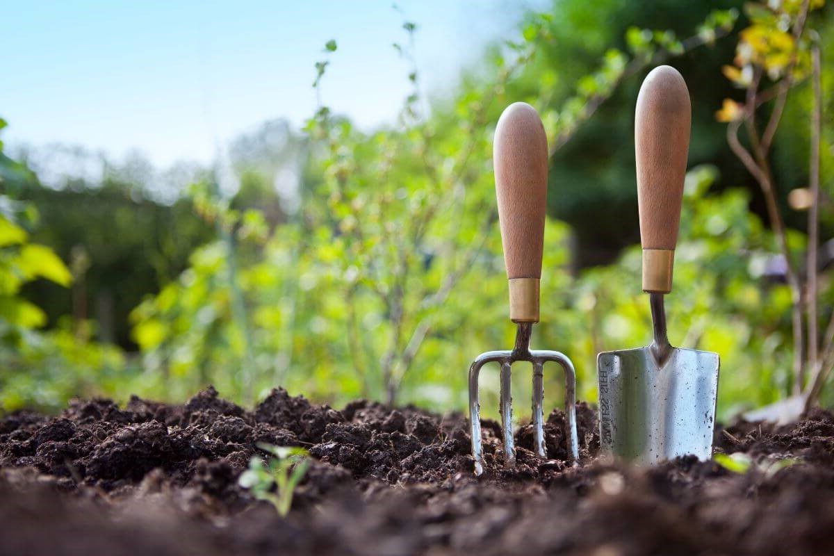 A gardening fork and trowel are stuck upright in the soil of a garden bed.